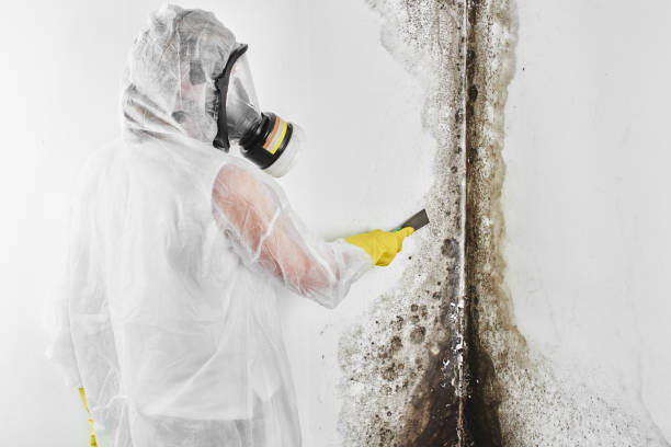 Biohazard Mold Removal in Rockville, MD